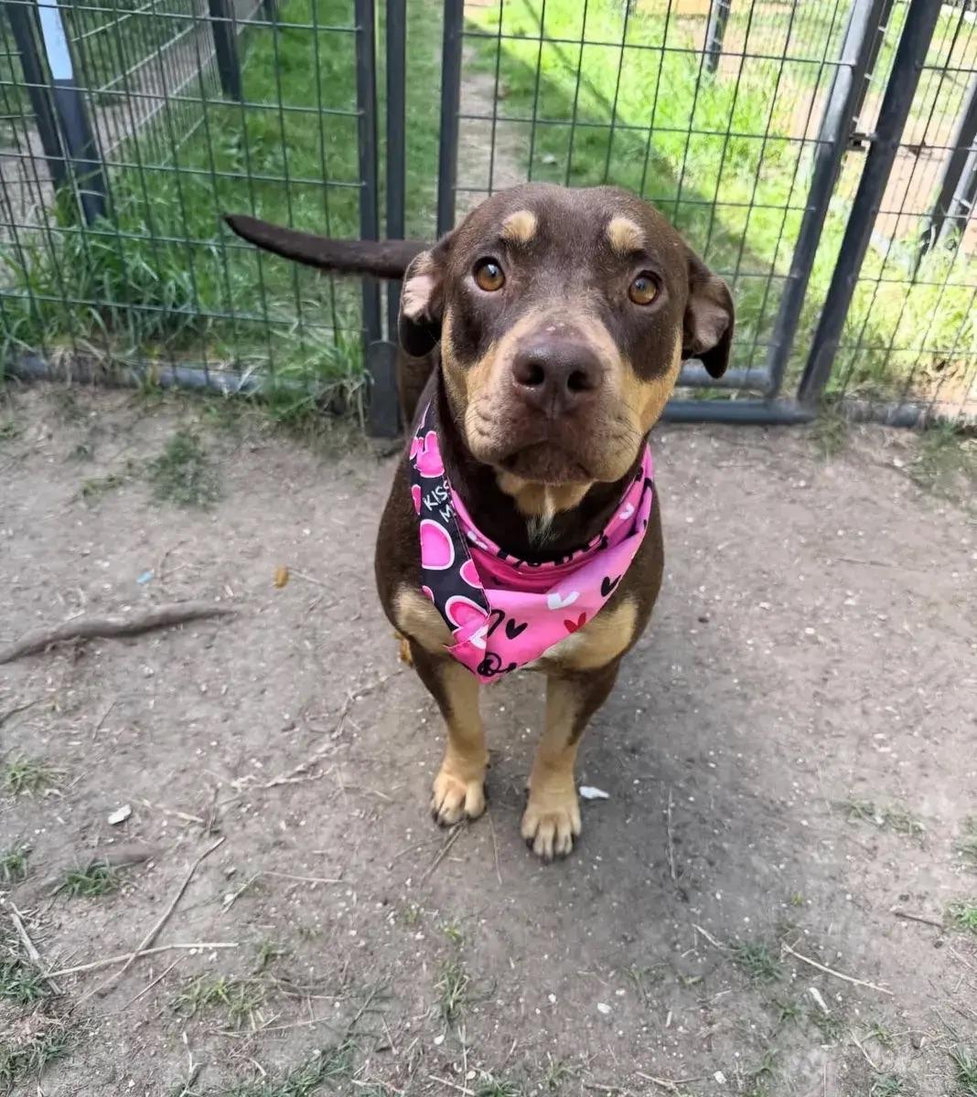 Riann, a ADOPTABLE mixed breed in Polk, OH image 5/5