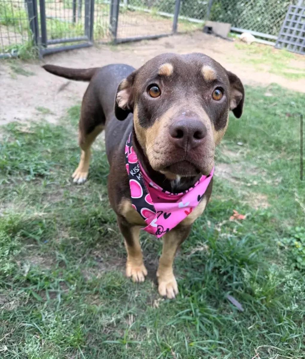Riann, a ADOPTABLE mixed breed in Polk, OH image 1/5