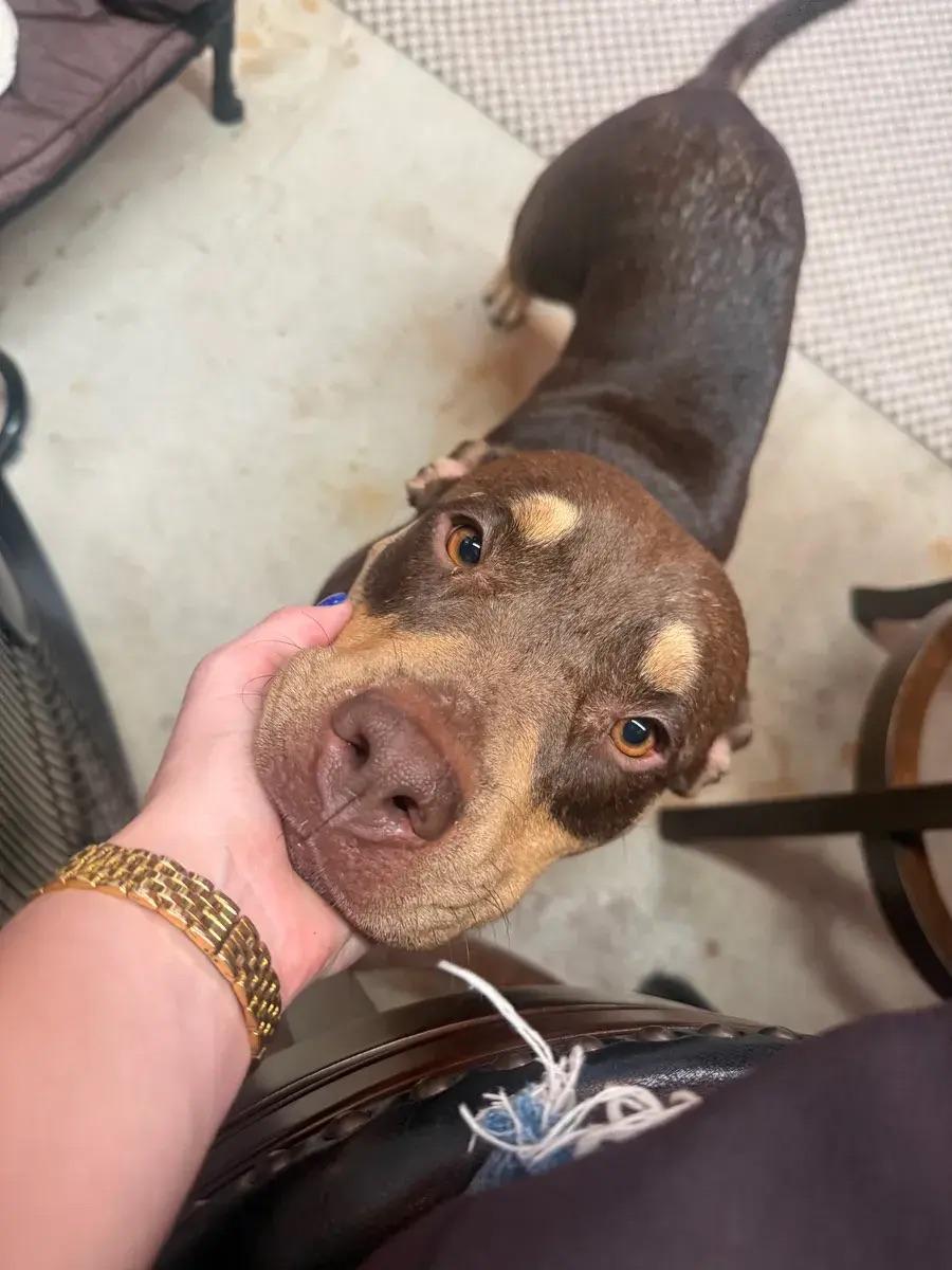 Riann, a ADOPTABLE mixed breed in Polk, OH image 4/5