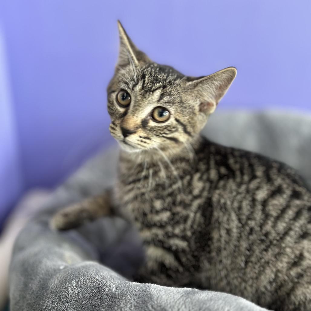 Raven, Adoptable, Young Female Domestic Short Hair.