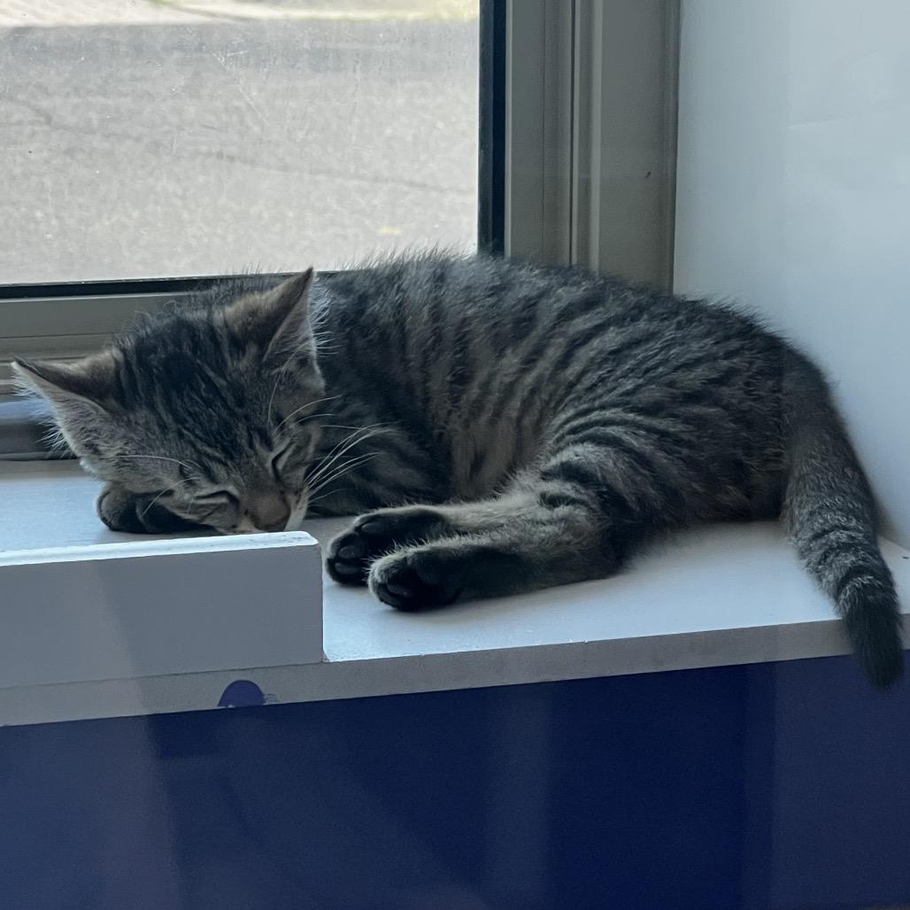 Enlarge Raven, a Adoptable Domestic Short Hair in Mankato, MN image 2/2