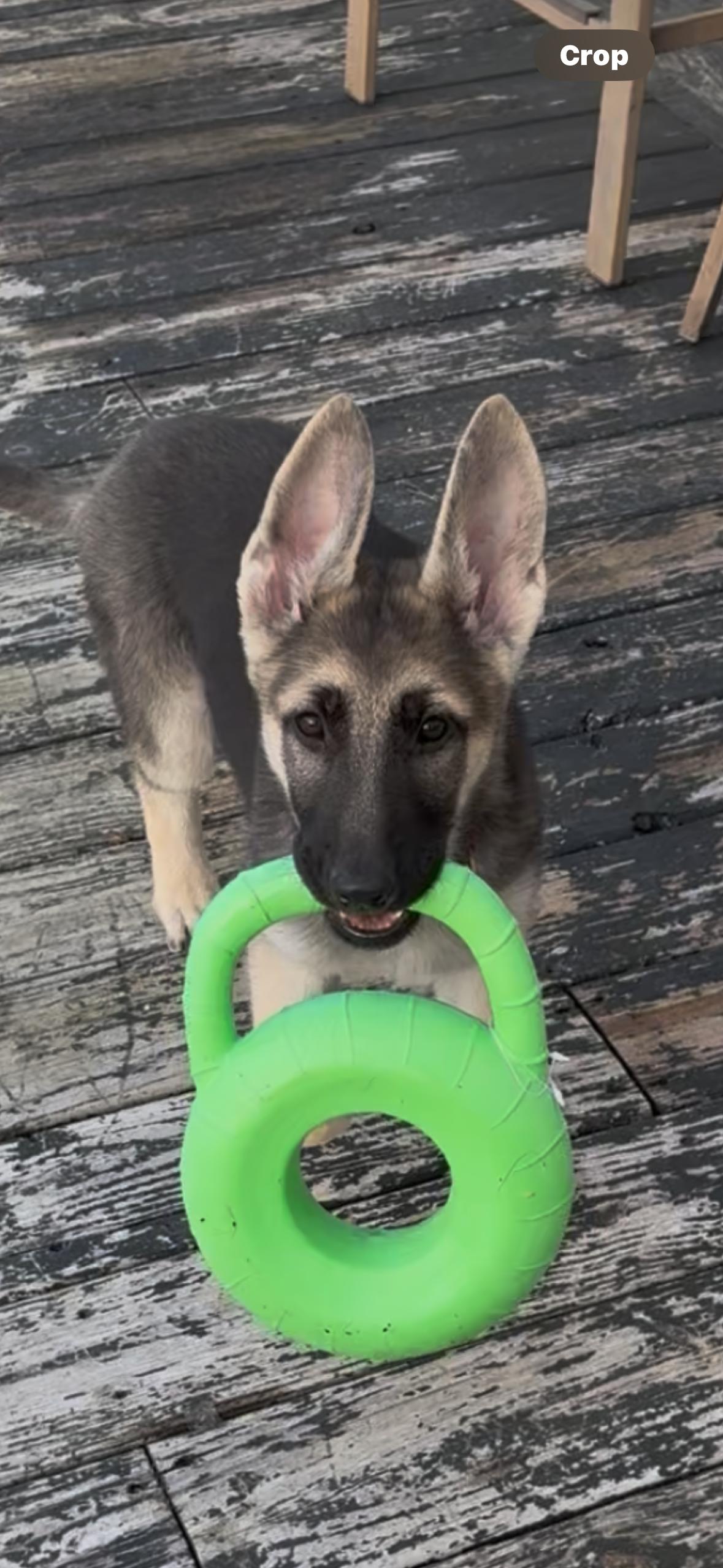 Enlarge Zaraih , an adopted German Shepherd Dog in Independence, OH image 2/5