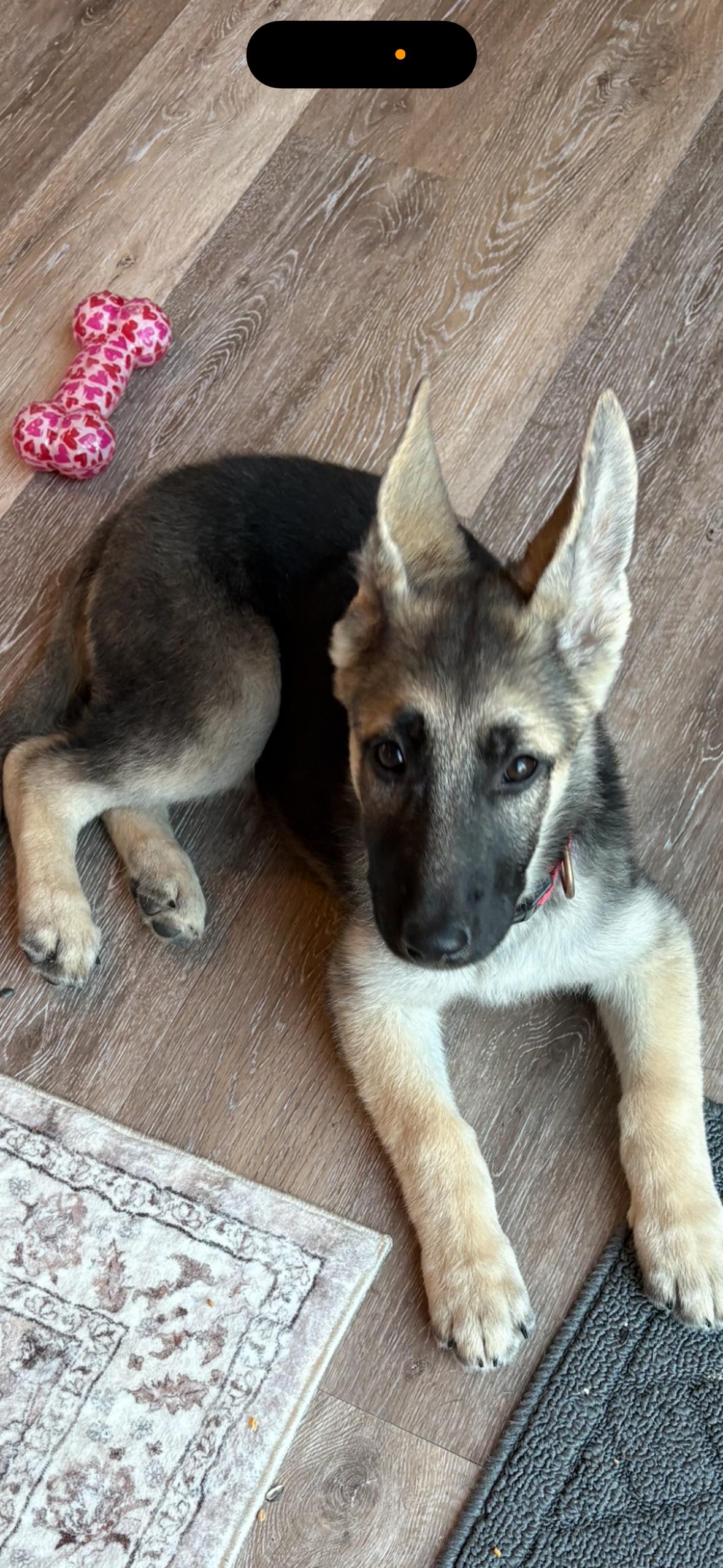 Enlarge Zaraih , an adopted German Shepherd Dog in Independence, OH image 5/5