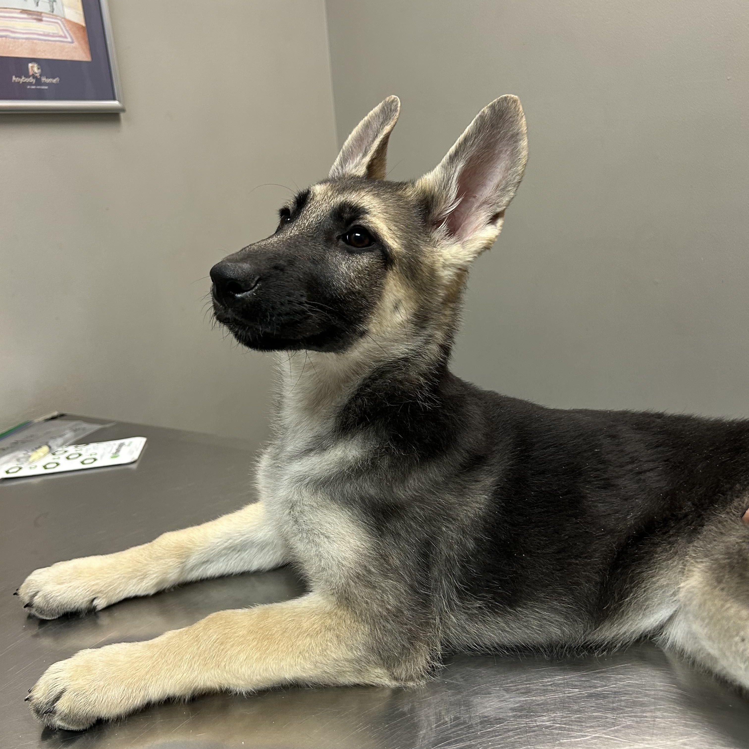 Enlarge Zaraih , an adopted German Shepherd Dog in Independence, OH image 3/5