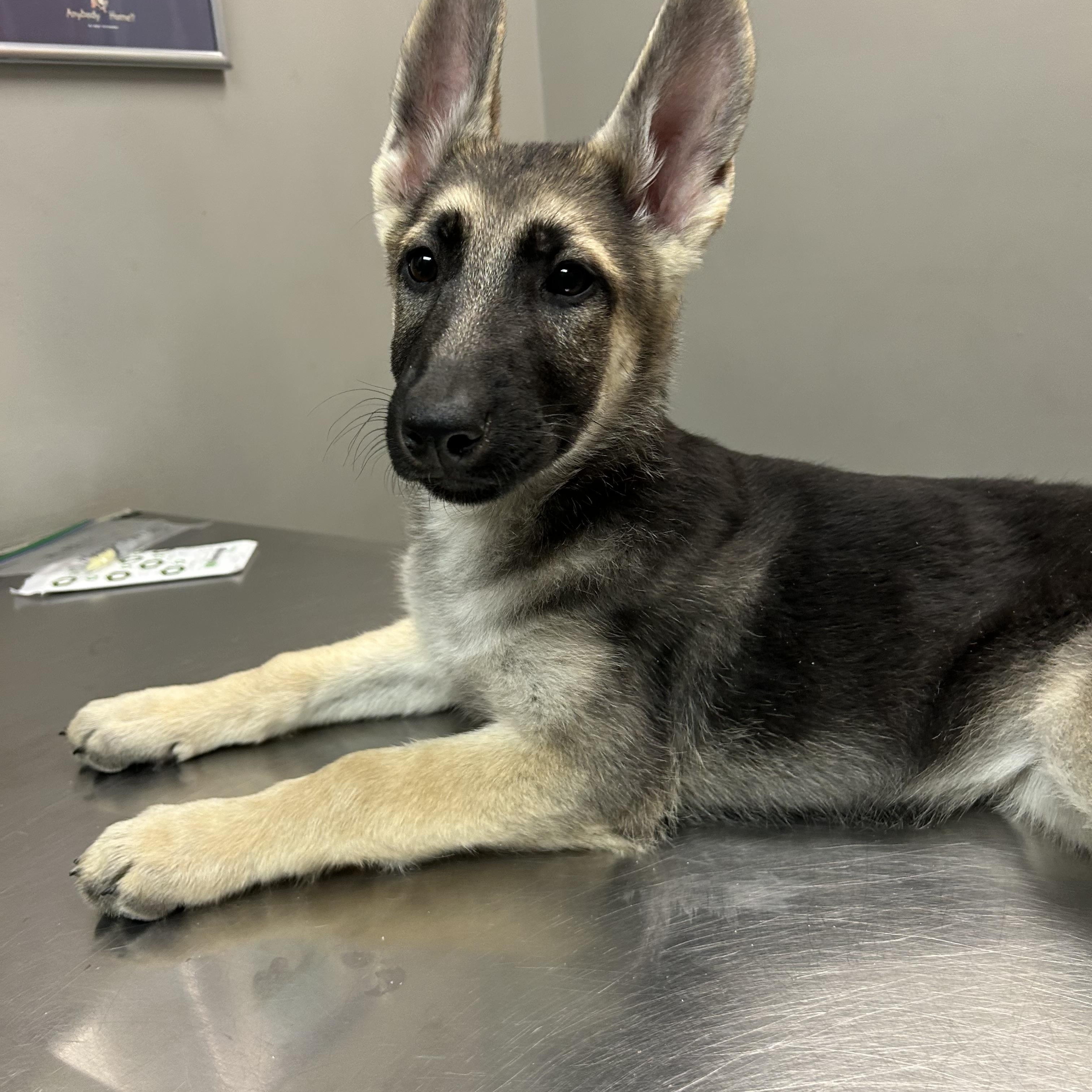 Enlarge Zaraih , an adopted German Shepherd Dog in Independence, OH image 4/5