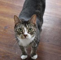 Enlarge Darth, a Adoptable Domestic Short Hair in Greensburg, PA image 1/2
