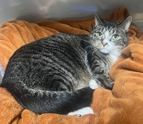 Enlarge Darth, a Adoptable Domestic Short Hair in Greensburg, PA image 2/2