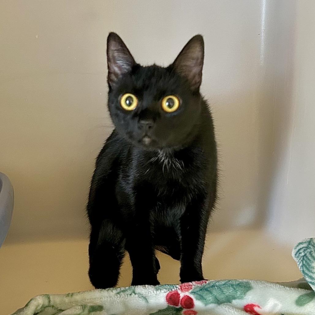 Enlarge Bugsy, a Adoptable Domestic Short Hair in Denison, TX image 1/1