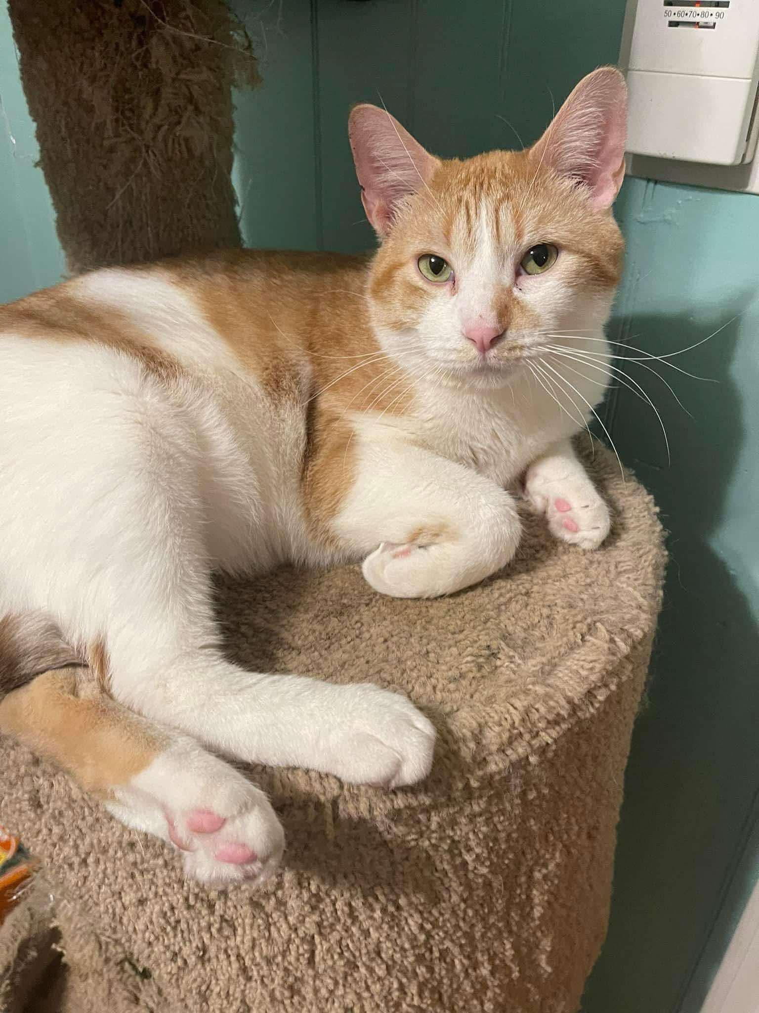 Francis & Louis, Adoptable, Adult Male Domestic Short Hair.