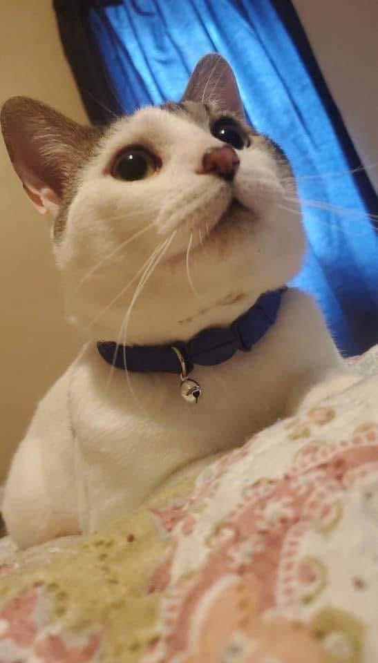 Francis & Louis, a Adoptable Domestic Short Hair in Manhattan, KS image 2/2