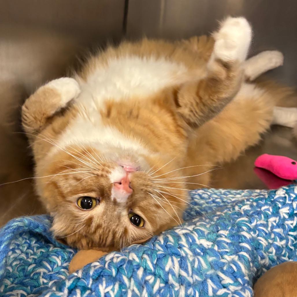 Enlarge Mr. Peanutbutter, a Adoptable Domestic Long Hair in Morgan Hill, CA image 1/6