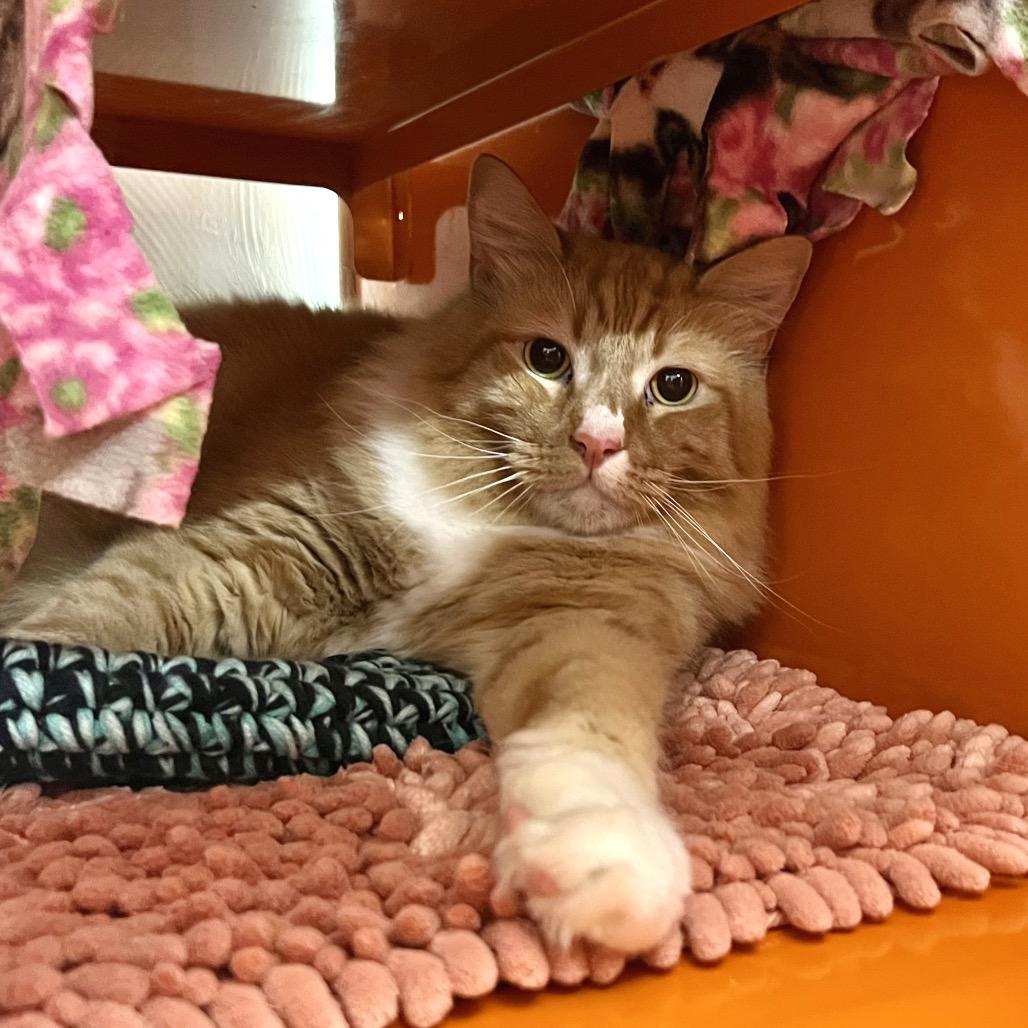 Enlarge Mr. Peanutbutter, a Adoptable Domestic Long Hair in Morgan Hill, CA image 2/6