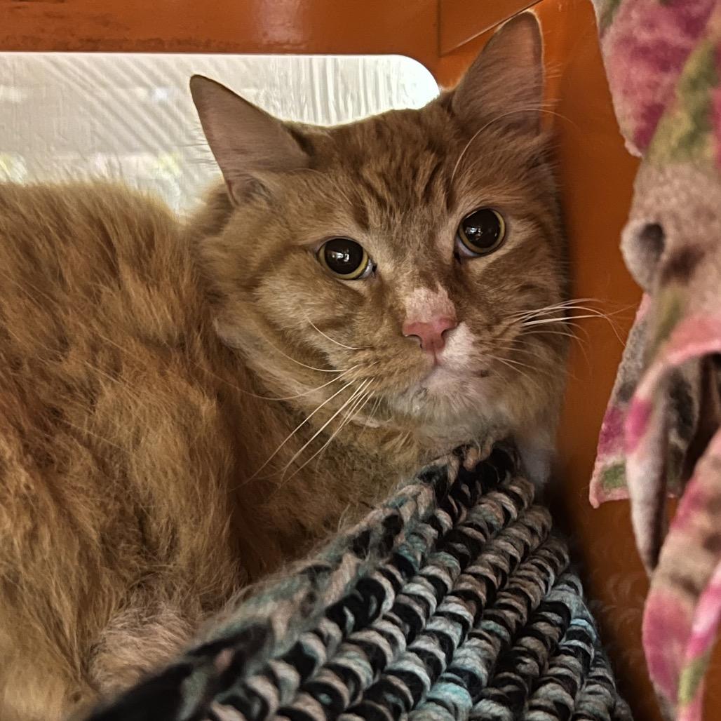 Enlarge Mr. Peanutbutter, a Adoptable Domestic Long Hair in Morgan Hill, CA image 3/6