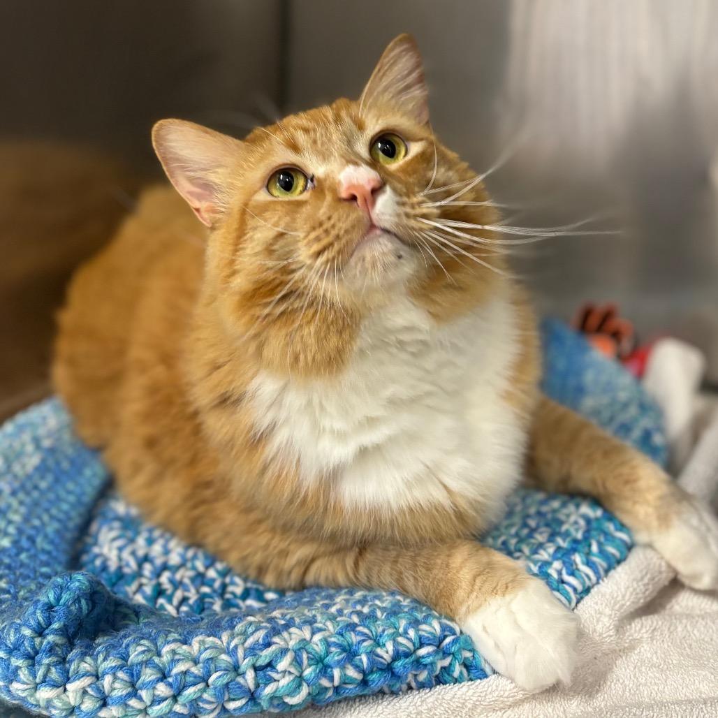 Enlarge Mr. Peanutbutter, a Adoptable Domestic Long Hair in Morgan Hill, CA image 4/6