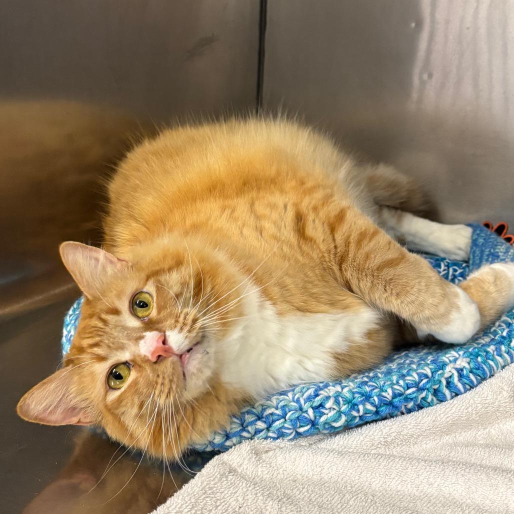Enlarge Mr. Peanutbutter, a Adoptable Domestic Long Hair in Morgan Hill, CA image 5/6