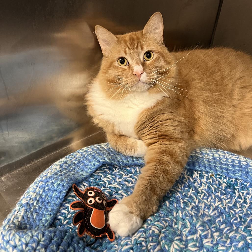 Enlarge Mr. Peanutbutter, a Adoptable Domestic Long Hair in Morgan Hill, CA image 6/6