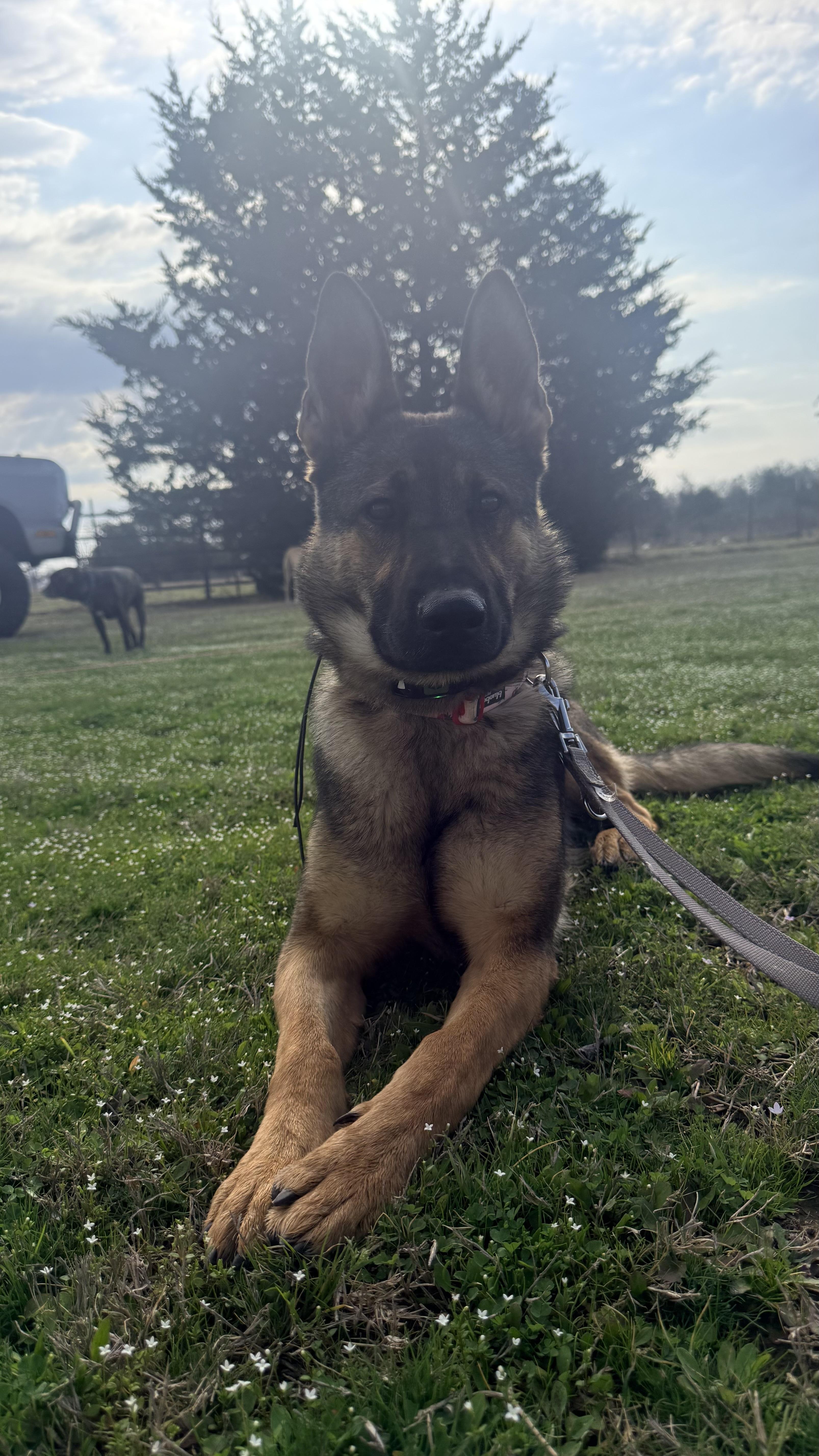 Enlarge Faye, a Adoptable German Shepherd Dog in Daingerfield, TX image 3/5