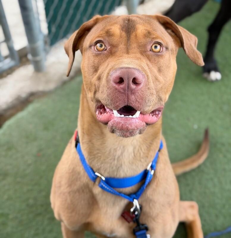 Kokah, Adoptable, Young Female Cane Corso & Mixed Breed.
