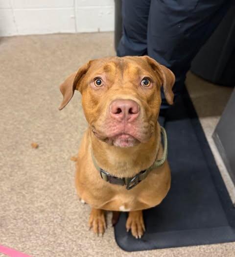 Kokah, a Adoptable mixed breed in Fruit Heights, UT image 2/4