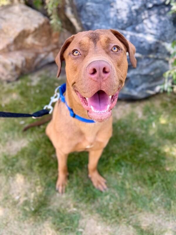 Kokah, a Adoptable mixed breed in Fruit Heights, UT image 3/4