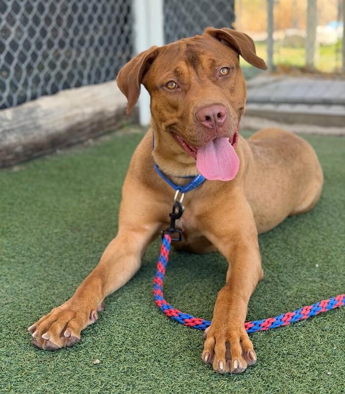 Kokah, a Adoptable mixed breed in Fruit Heights, UT image 4/4