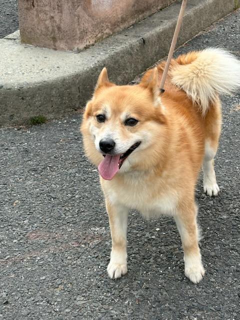 Enlarge PREPSTER (cc#7203), a ADOPTABLE mixed breed in West Orange, NJ image 6/6