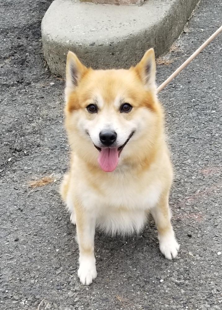 Enlarge PREPSTER (cc#7203), a ADOPTABLE mixed breed in West Orange, NJ image 5/6