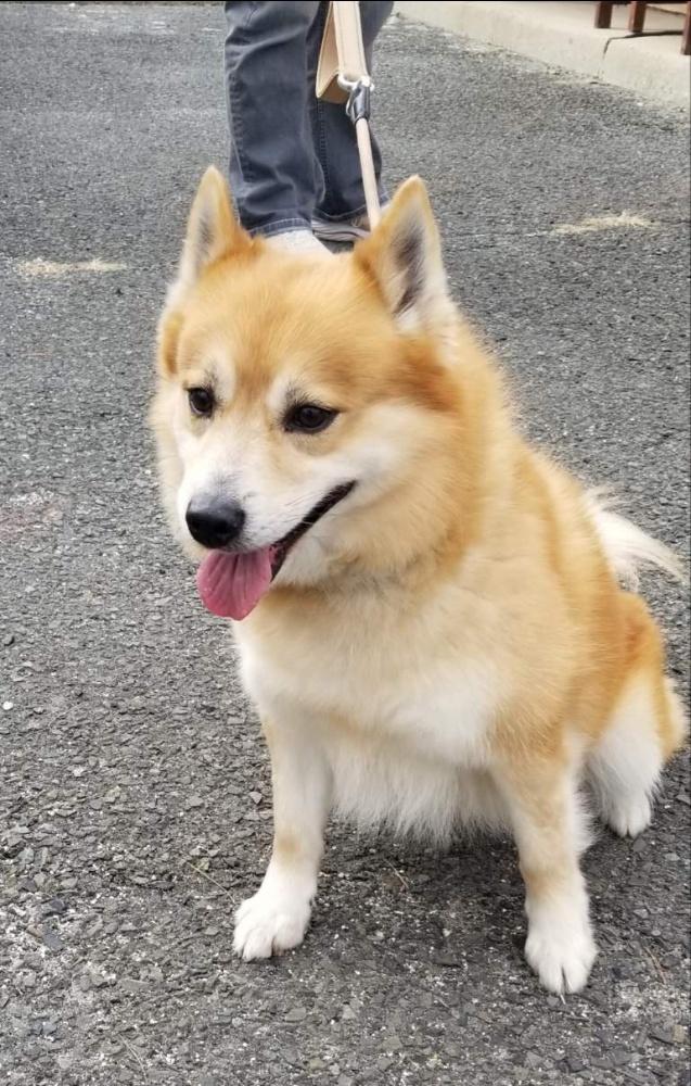 Enlarge PREPSTER (cc#7203), a ADOPTABLE mixed breed in West Orange, NJ image 3/6