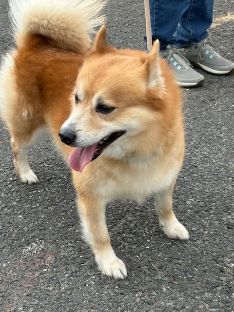 PREPSTER (cc#7203), ADOPTABLE, Young Male Spitz.