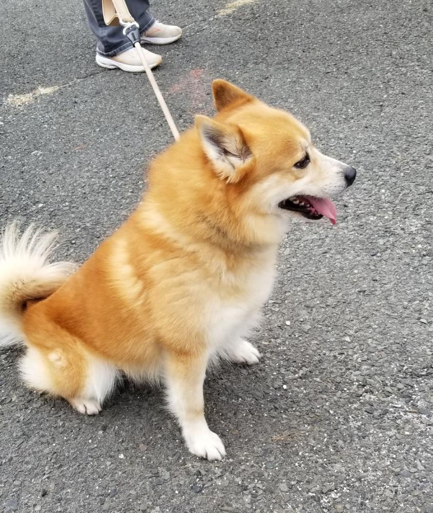 Enlarge PREPSTER (cc#7203), a ADOPTABLE mixed breed in West Orange, NJ image 2/6