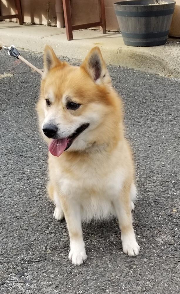 Enlarge PREPSTER (cc#7203), a ADOPTABLE mixed breed in West Orange, NJ image 4/6