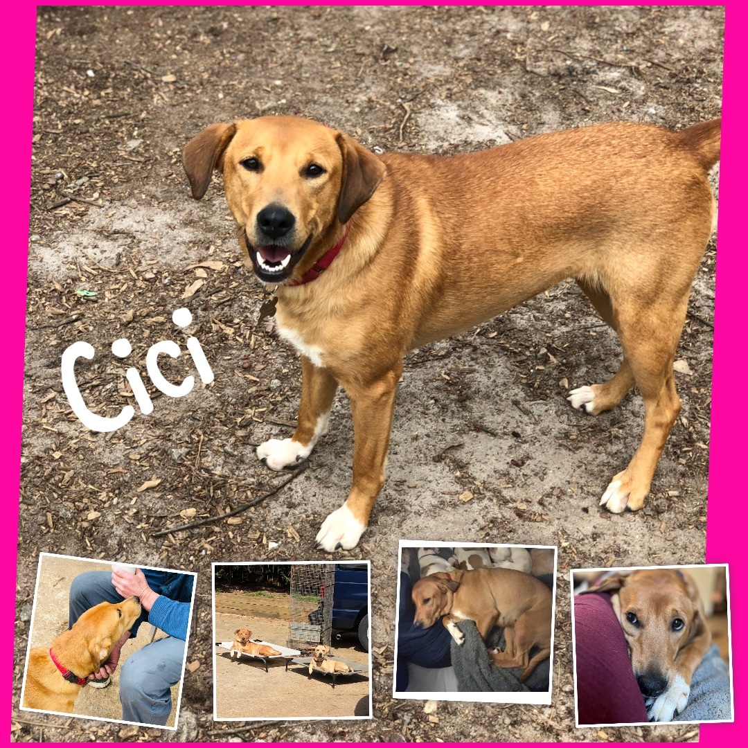 Cici