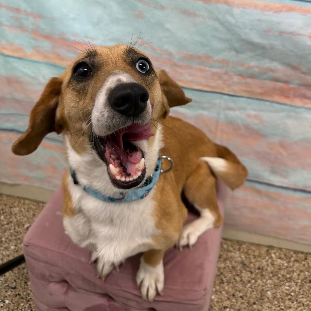 Enlarge Rachel, a Adoptable mixed breed in Cheyenne, WY image 1/4