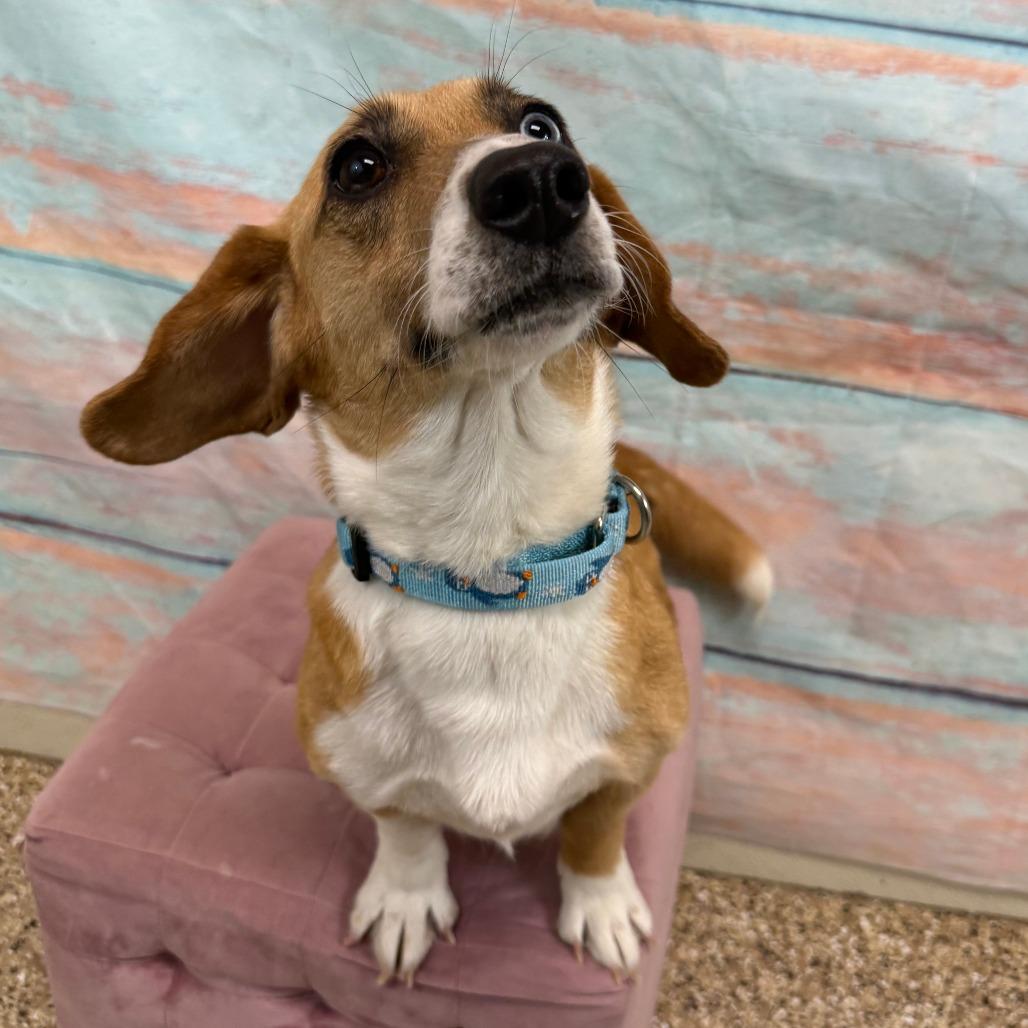 Enlarge Rachel, a Adoptable mixed breed in Cheyenne, WY image 2/4