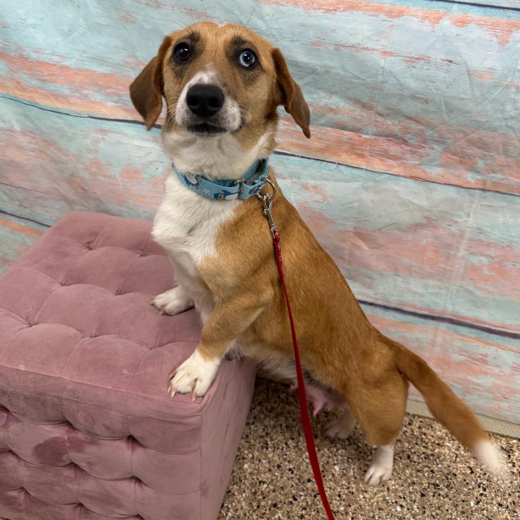 Enlarge Rachel, a Adoptable mixed breed in Cheyenne, WY image 3/4