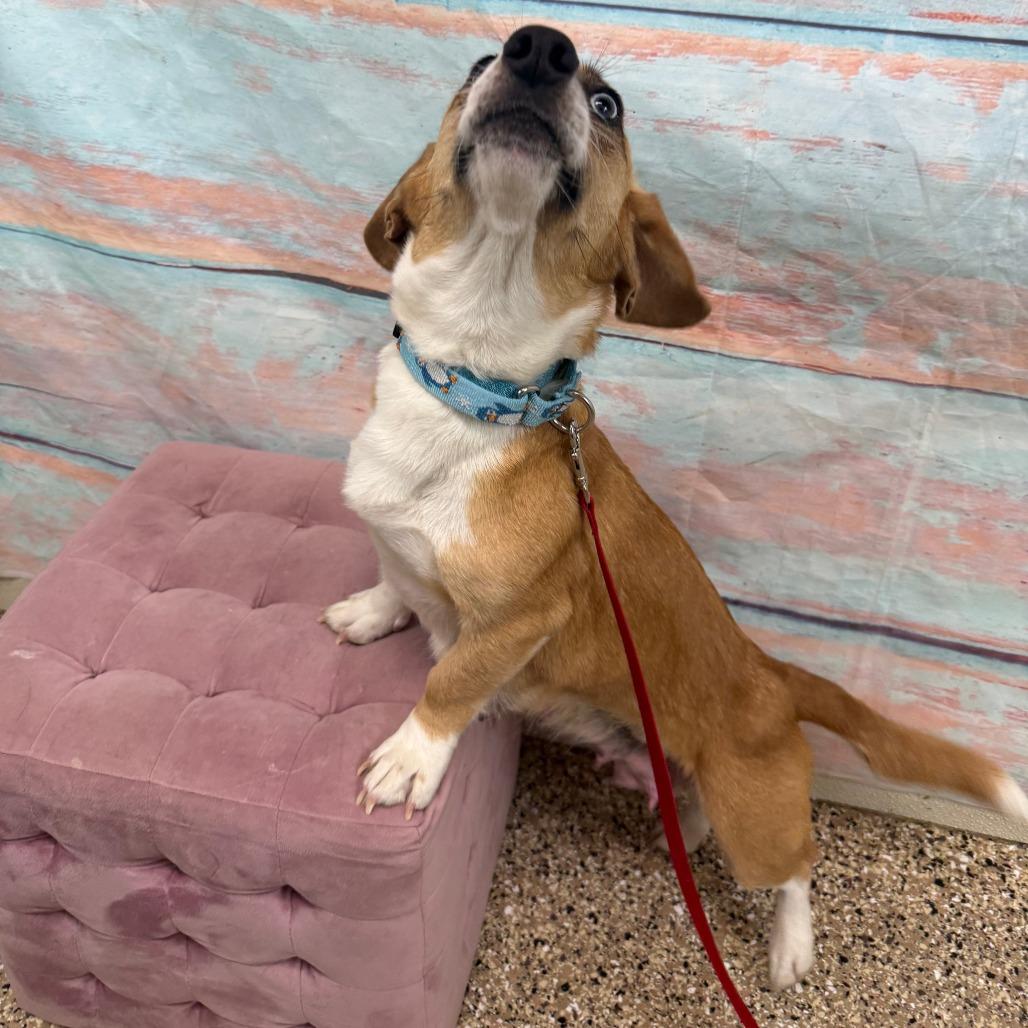 Enlarge Rachel, a Adoptable mixed breed in Cheyenne, WY image 4/4