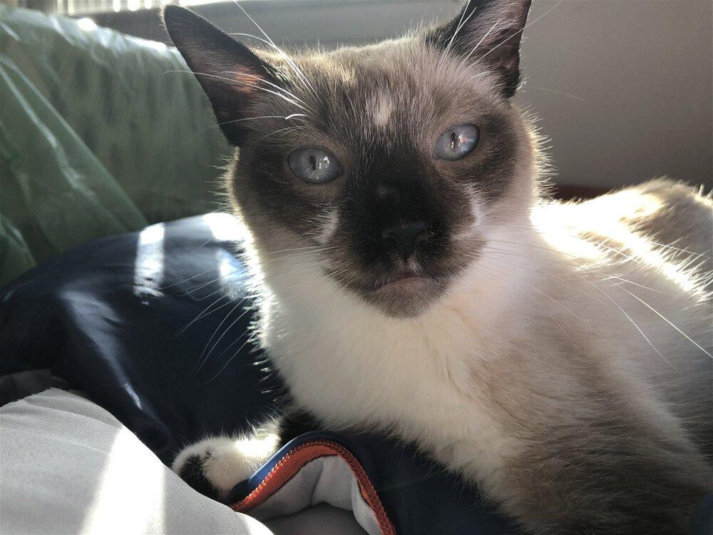 Chiquila, a Adopted Snowshoe in Austin, TX image 1/3