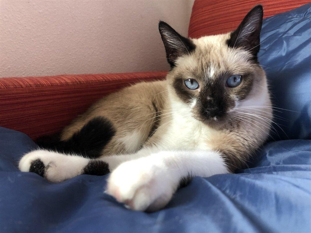 Chiquila, a Adopted Snowshoe in Austin, TX image 2/3