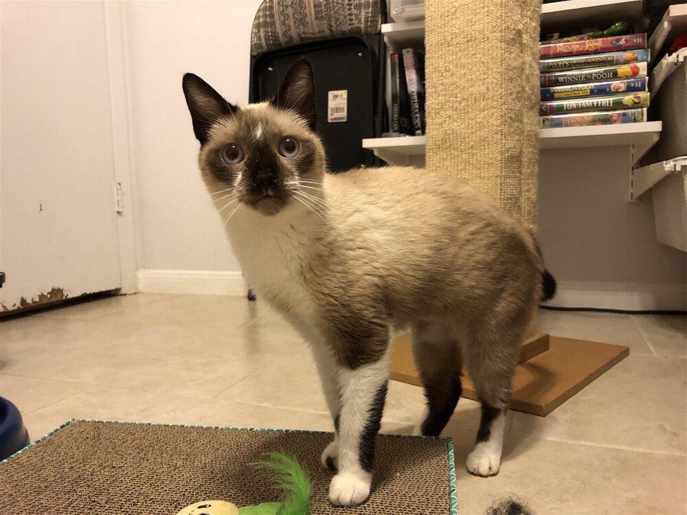 Chiquila, a Adopted Snowshoe in Austin, TX image 3/4