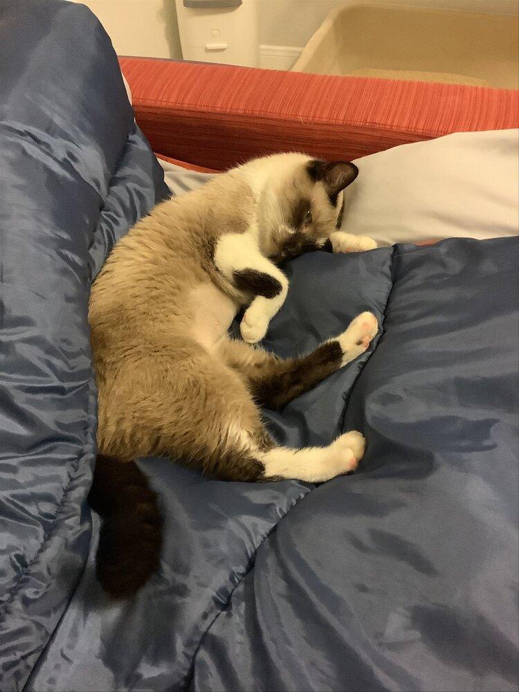 Chiquila, a Adopted Snowshoe in Austin, TX image 3/3