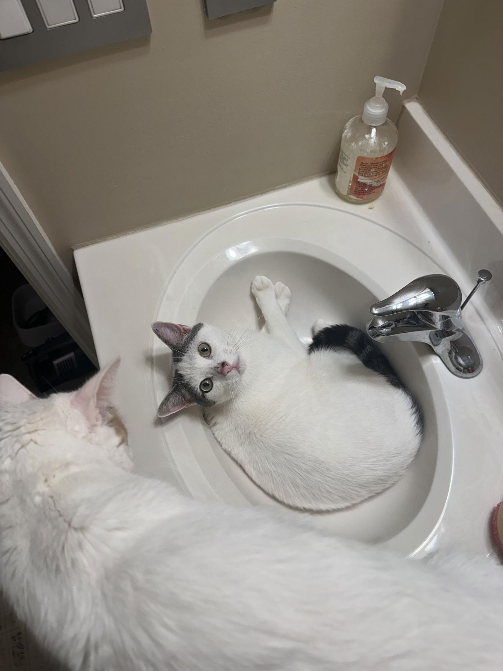 Moscato, a Adoptable Domestic Short Hair in Philadelphia, PA image 1/3