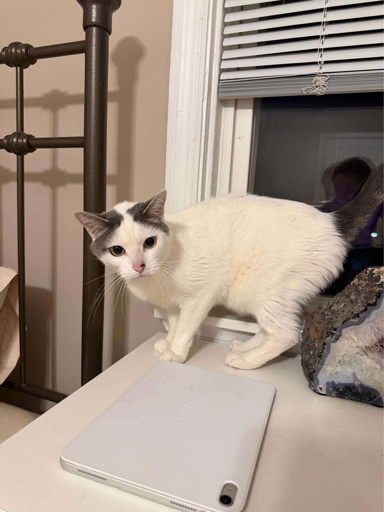 Enlarge Moscato, a Adoptable Domestic Short Hair in Philadelphia, PA image 2/3