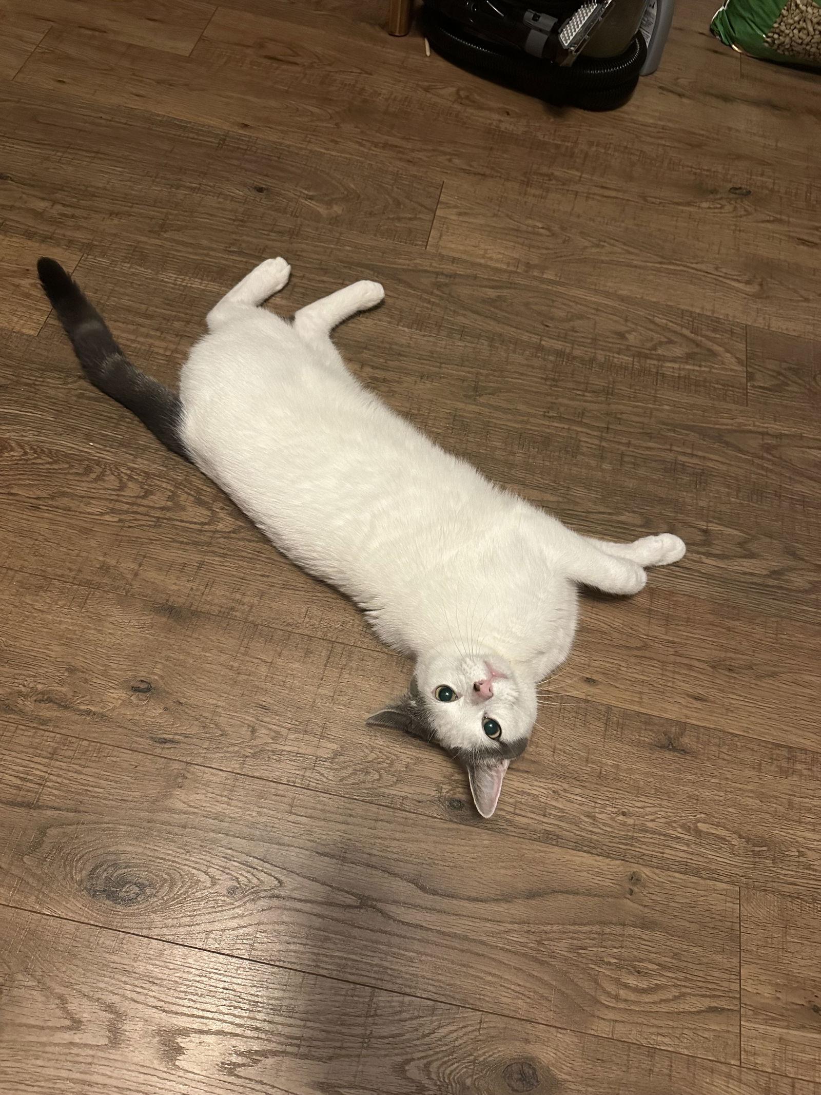 Moscato, a Adoptable Domestic Short Hair in Philadelphia, PA image 2/3