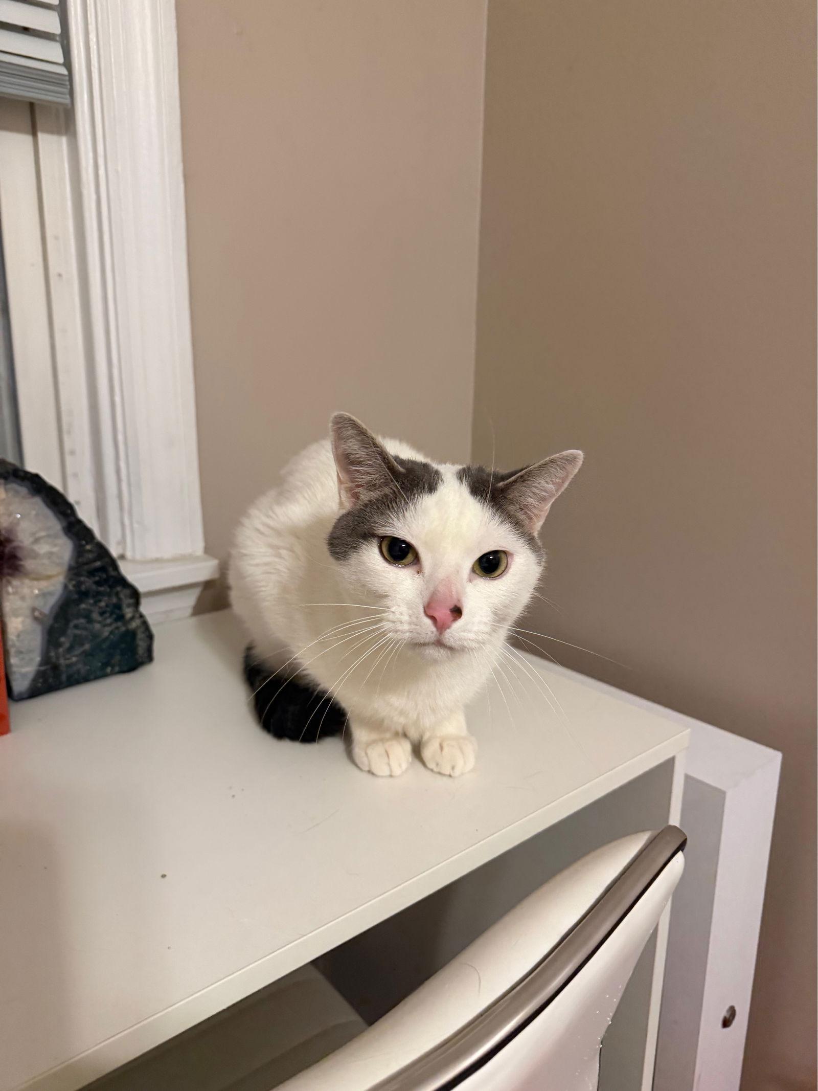 Enlarge Moscato, a Adoptable Domestic Short Hair in Philadelphia, PA image 3/3