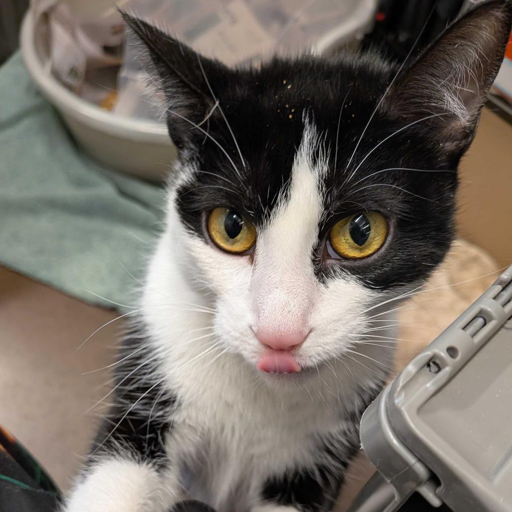 Enlarge Nala, a Adoptable Domestic Short Hair in Chattanooga, TN image 1/6