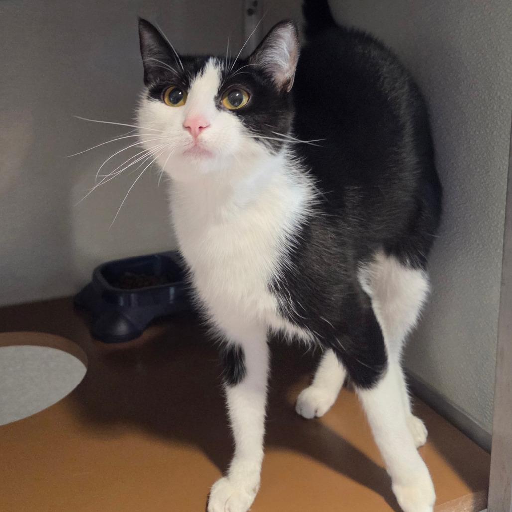 Enlarge Nala, a Adoptable Domestic Short Hair in Chattanooga, TN image 5/6