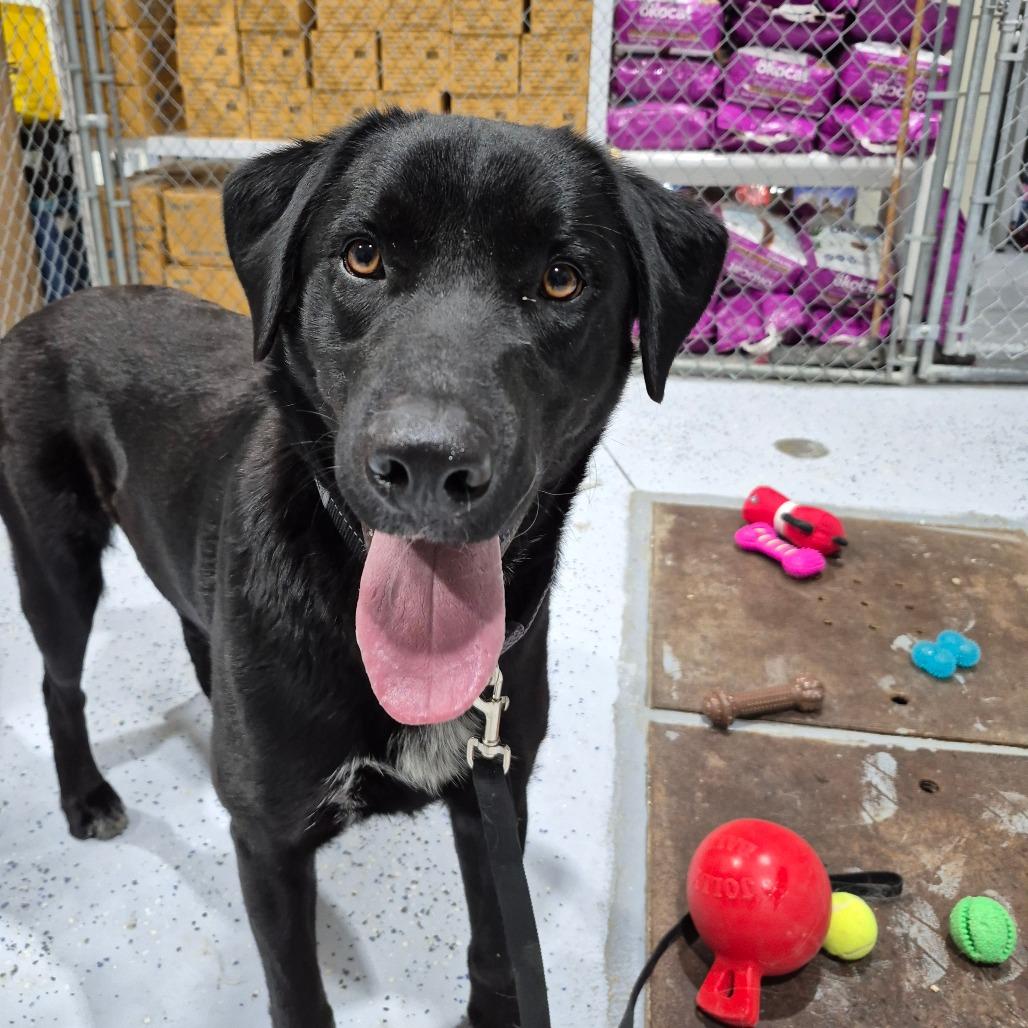 Enlarge Bolt, a Adoptable mixed breed in Drumheller, AB image 1/1