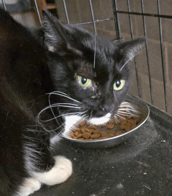 Enlarge Kitty, a Adoptable Domestic Short Hair in MOUNT AIRY, NC image 1/1