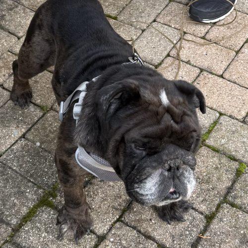 Enlarge Wally, a Adoptable English Bulldog in Chicago, IL image 5/5