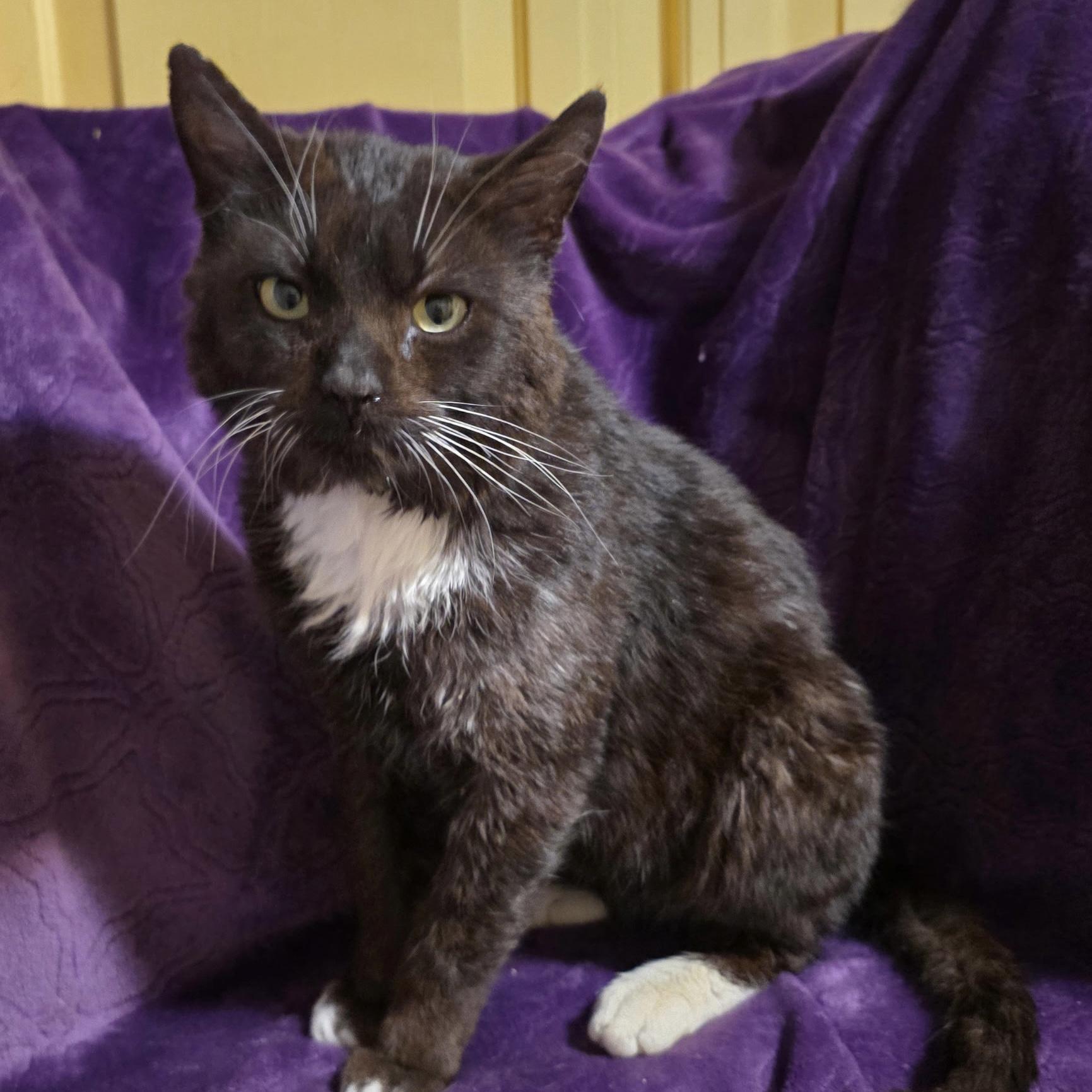 Enlarge Tamale, a ADOPTABLE Domestic Short Hair in Bentonville, AR image 1/1